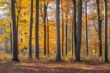 Wall Mural - The path is gravel or soil with yellow orange leaves on the tree in autumn, with soft sunlight shining through the trees and brown leaves on the ground.