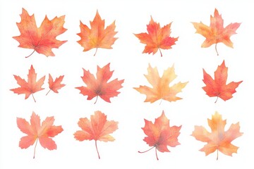 Wall Mural - The collection of autumn leaves is isolated on a transparent background