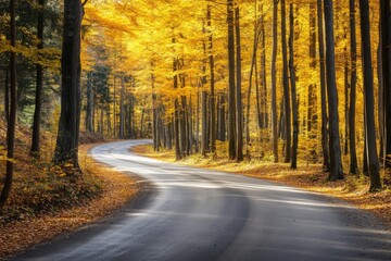 Wall Mural - An autumn forest road with a beautiful natural landscape filled with yellow, orange, and red foliage.