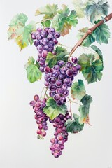 Wall Mural - Background template with copy space  of grape leaf and  vine. Watercolor.