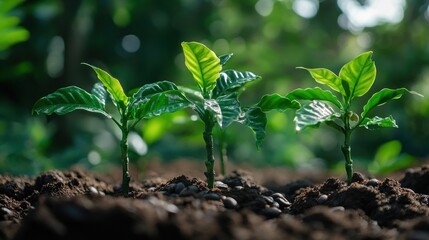 Poster - Three Young Coffee Plants Growing in Soil