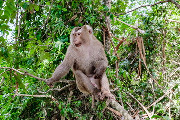 monkey is sitting on tree branch in jungle