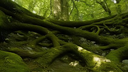 Aufkleber - Beams of sunlight illuminate a magical forest scene of moss covered tree roots. The ethereal light creates a sense of wonder
