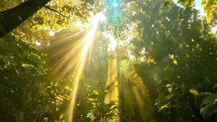 Aufkleber - Golden sun rays are illuminating a lush tropical forest with a magical atmosphere. The sun is shining through the canopy, creating a beautiful spectacle