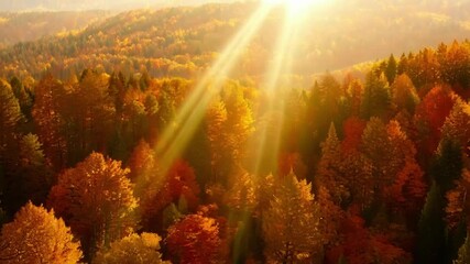 Aufkleber - Sunlight filters through colorful autumn trees in a misty forest, creating a vibrant and magical scene