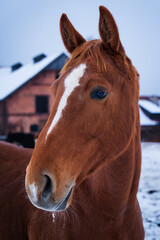 portrait of a horse