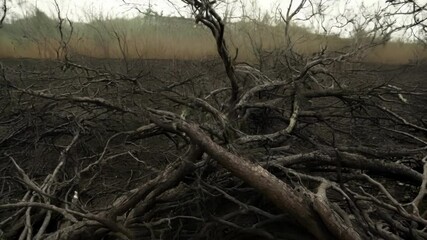 Poster - Leafless trees are dominating the foreground of a desolate landscape covered in ash, with a line of vegetation in the background hinting at the possibility of life returning