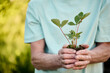 © Iuliia Versta/Stocksy - senior man  holding a seedling in his hands