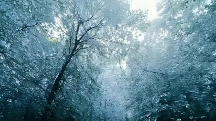 Poster - The winter forest glows in sunlight, mist and frost on trees creating a magical wonderland. Serene and tranquil, perfect for fairytale adventures