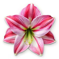 Sticker - Amaryllis Flower Macro, Pink White Petals, Close-Up, Flower, Bloom, Nature