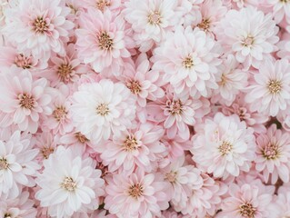 Poster - Symmetrical Pastel Pink Flower Pattern Aerial View of Geometric Floral Design with Soft Lighting