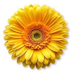 Wall Mural - Golden Gerbera Daisy Blossom, Close-Up, Macro, Petals, Flower ,gerbera daisy, macro photography