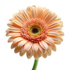 Sticker - Peach Gerbera Daisy with Delicate Petals, White Background, Close-up, Flower, Bloom, Botanical ,flower