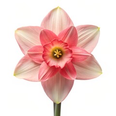 Sticker - Pink and White Daffodil Blossom, Close-Up, Isolated, Spring Flower, Floral, Daffodil, Flower