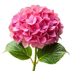 Sticker - Pink Hydrangea Blossom with Green Leaves, Isolated on White, Hydrangea, Flower, Macro