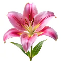 Sticker - Pink Lily Flower Close-Up, White Background, Floral Beauty, Flower, Lily