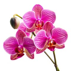 Sticker - Pink Orchid Flower Bloom, Flower, Orchid, Petals