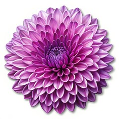 Sticker - Purple Dahlia Flower Close-Up, Petals, Floral, flower, botany