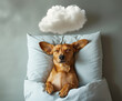 © Mark K. Barry - Blissful Slumber. Capturing the Calm of a Sleeping Dachshund Under a Fluffy Cloud.