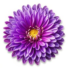 Sticker - Purple Flower Petals, Close-up, Floral Beauty, White Background, flower, bloom, purple