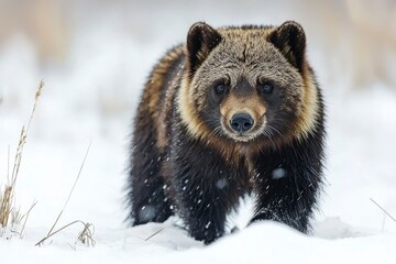 Sticker - Japanese Raccoon Dog Walking in Snowy Forest