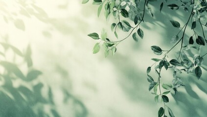 A light green background with foliage and shadows on the wall