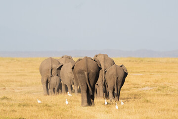 Wall Mural - Pack of elephants walking away.