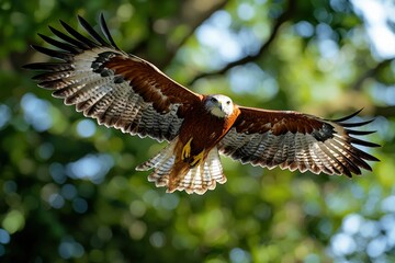 Wall Mural - Brahminy Kite Bird in Flight with Blurred Green Background