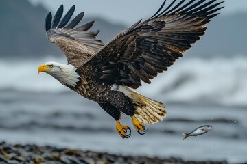 Canvas Print - Bald Eagle in Flight with Fish in its Talons