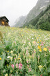 © Lea Jones/Stocksy - Swiss chalet with wild flowers