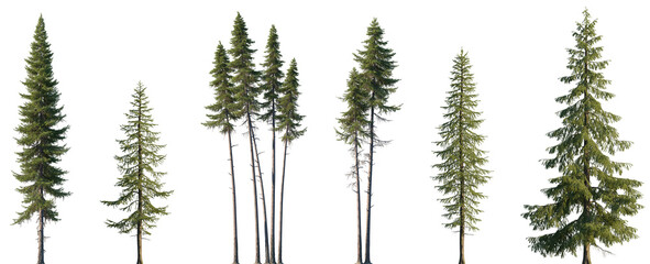 Wall Mural - set of larix occident and larix decidua isolated png in sunny daylight on a transparent background p