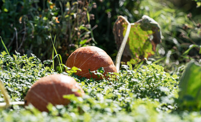 Two ripe pumpkins resting on green foliage in garden highlighted by sunlight symbolizing harvest and autumn season