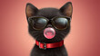 © Boris - A cool black cat with sunglasses and a red collar.