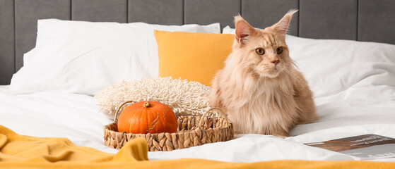 Poster - Maine Coon cat with pumpkin and magazine lying in bedroom