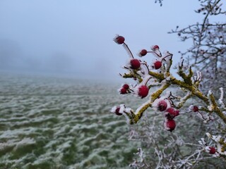 Winter frost on berries