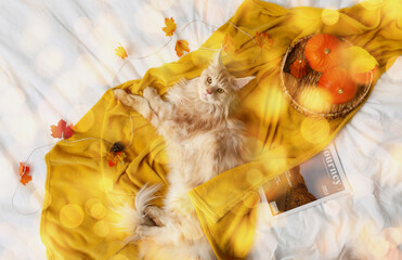 Poster - Maine Coon cat with pumpkins and autumn leaves on bed, top view