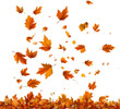 © Naz - colorful autumn leaves falling on an isolated transparent background