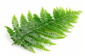 Fern Leaf. Green Botanical Flora Isolated on White Background