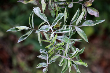 Powdery mildew of roses caused by the fungus Podosphaera pannosa