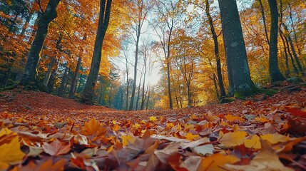 Canvas Print -   A lush autumn forest, vibrant with colorful foliage, bathed in sunlight filtering through the treetops