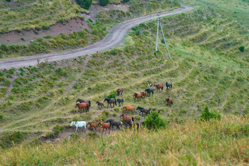 herd of wild horses galloping in the mountains