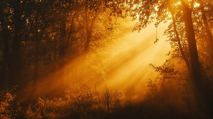 Wall Mural -   In a dark, wooded area, the sun brightly shines through tall trees, casting a foggy haze on the tall grass in the foreground