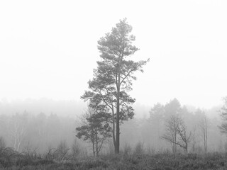 trees in fog