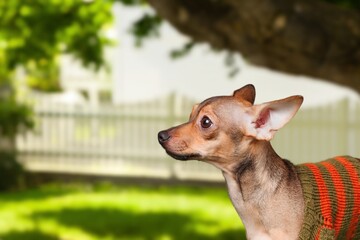 Wall Mural - Cute dog pet posing at photo shoot