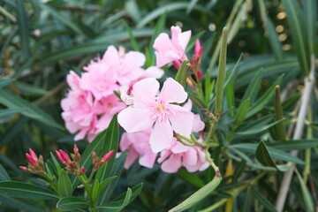 nerium oleander plant with pink flowers