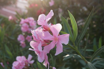 Nerium oleander  plant with pink flowers