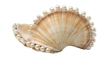 pearl seashell on transparent white background