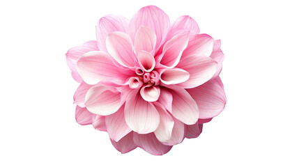 pink flower on transparent white background