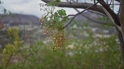 Wall Mural - Branch of chinaberry tree, melia azedarach, with ripening fruits in natural habitat