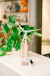 © Franci Leoncio - Miniature wind turbine model with potted plant in office setting